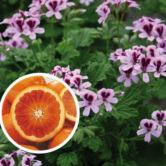 Özel Grandeur Odorata Portakal Kokulu Sardunya Canan Çiçeği Fidesi (2 adet)
