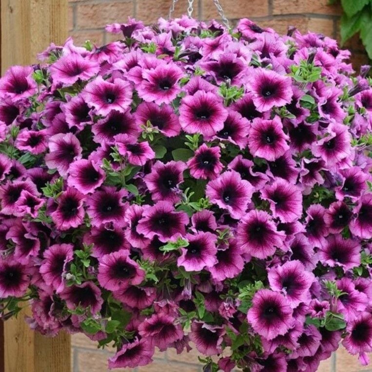 Hızlı Gelişen Sarkıcı Fortado Violet Bicolor Petunya Çiçeği Fidesi (2 Adet Fide)
