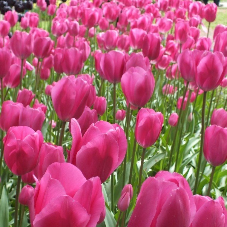 Don Quichotte Pink Lale Soğanı (5 adet)