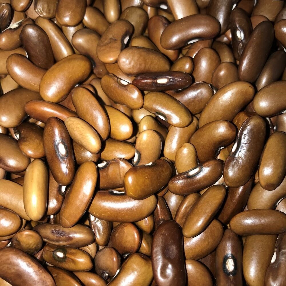 Geleneksel Ata Tohum Magnum Oturak Fasulye Tohumu (10 tohum)