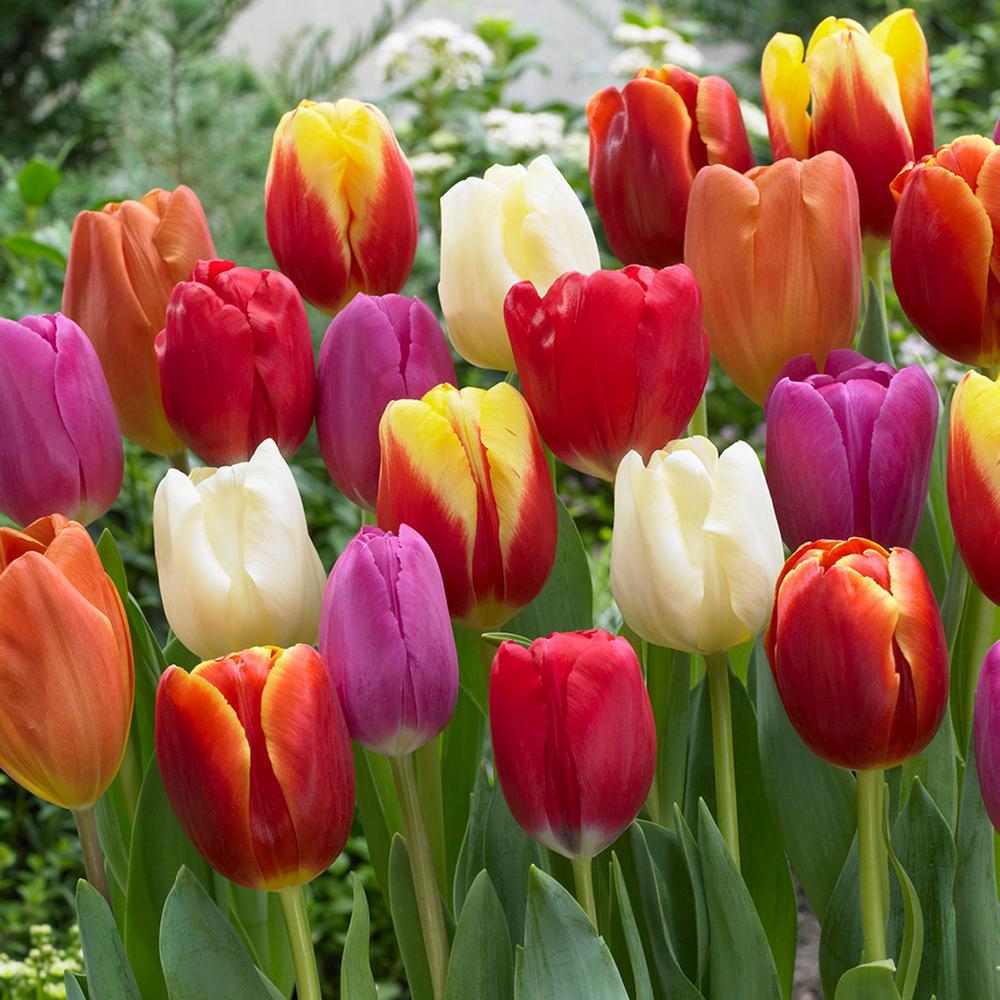 Karışık Tulipa Soğanı (100 adet)