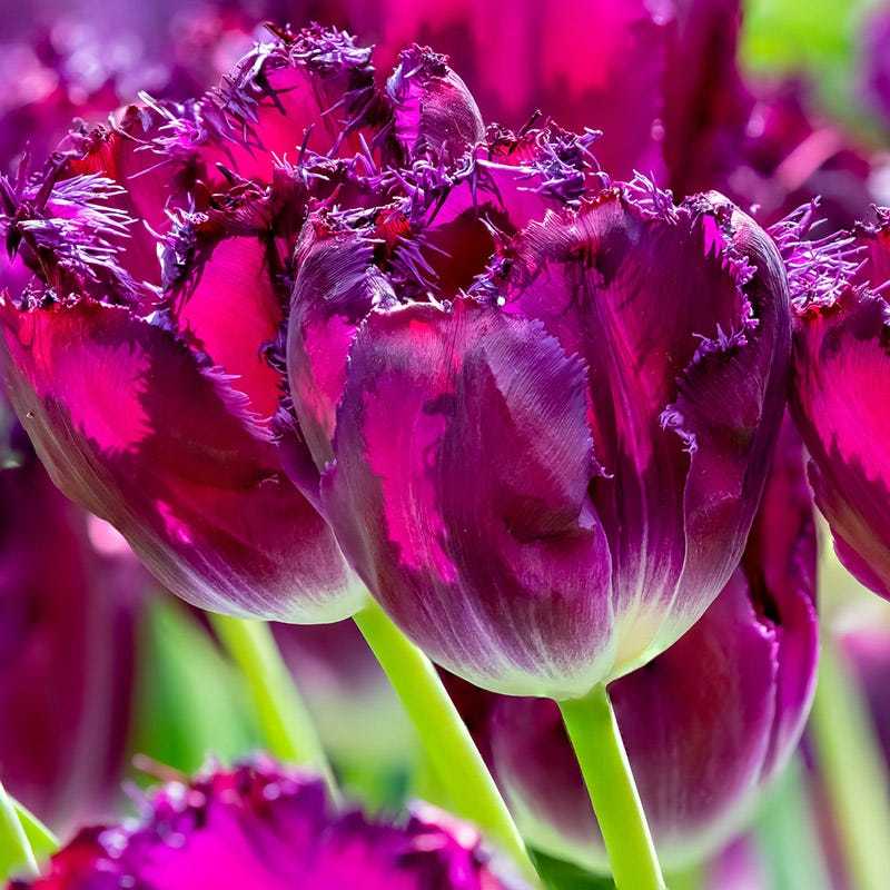Purple Crystal Fırfırlı Mor Lale Soğanı (5 adet)