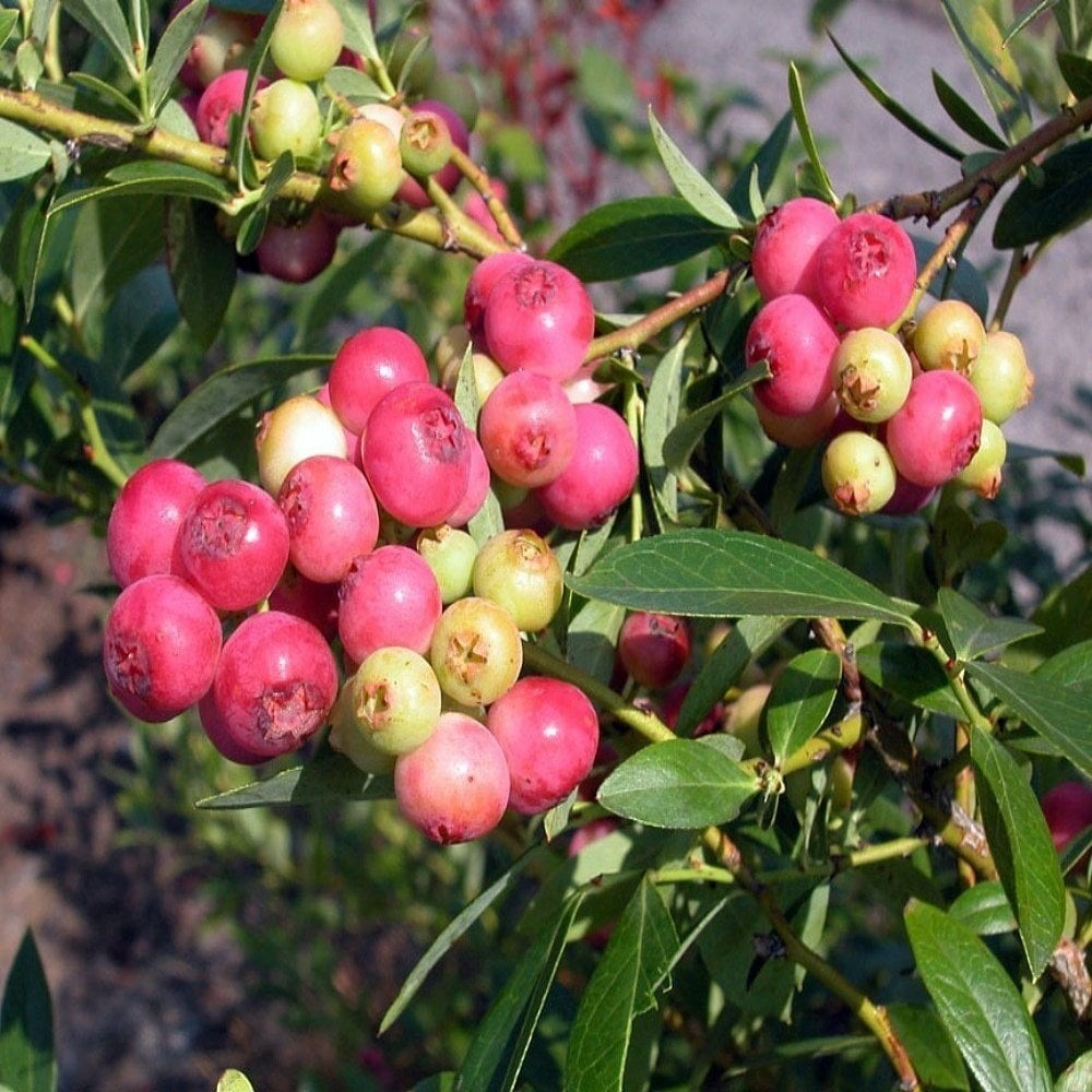 Tüplü Özel Çeşit Pembe Lemonede Yaban Mersini Fidanı