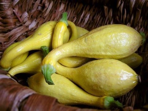 Crookneck Erkenci Yazlık Kabak Tohumu (10 tohum)