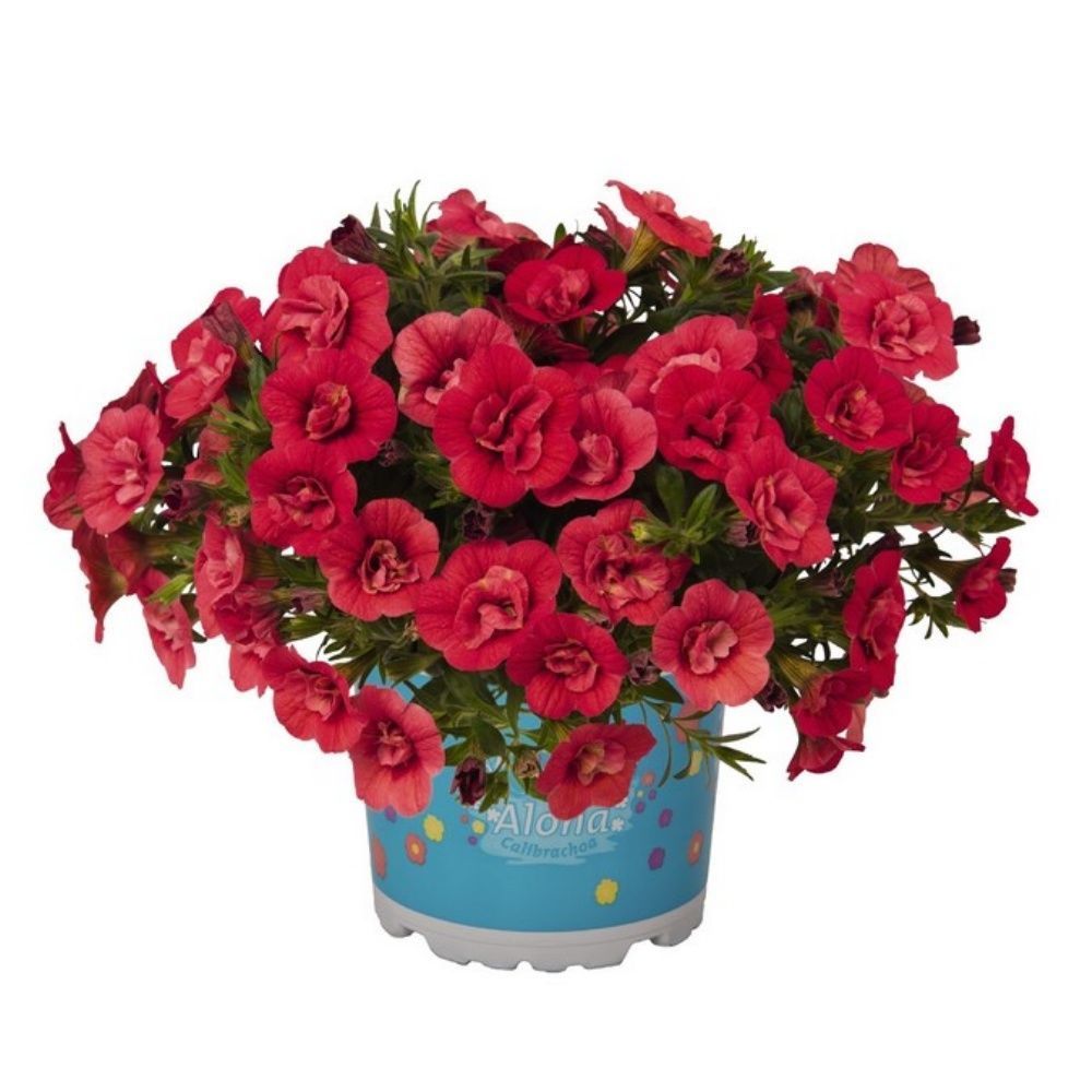 Katmerli Calita Double Cherry Milyonlar Çanı Calibrochoa Çiçeği Fidesi (10 adet)