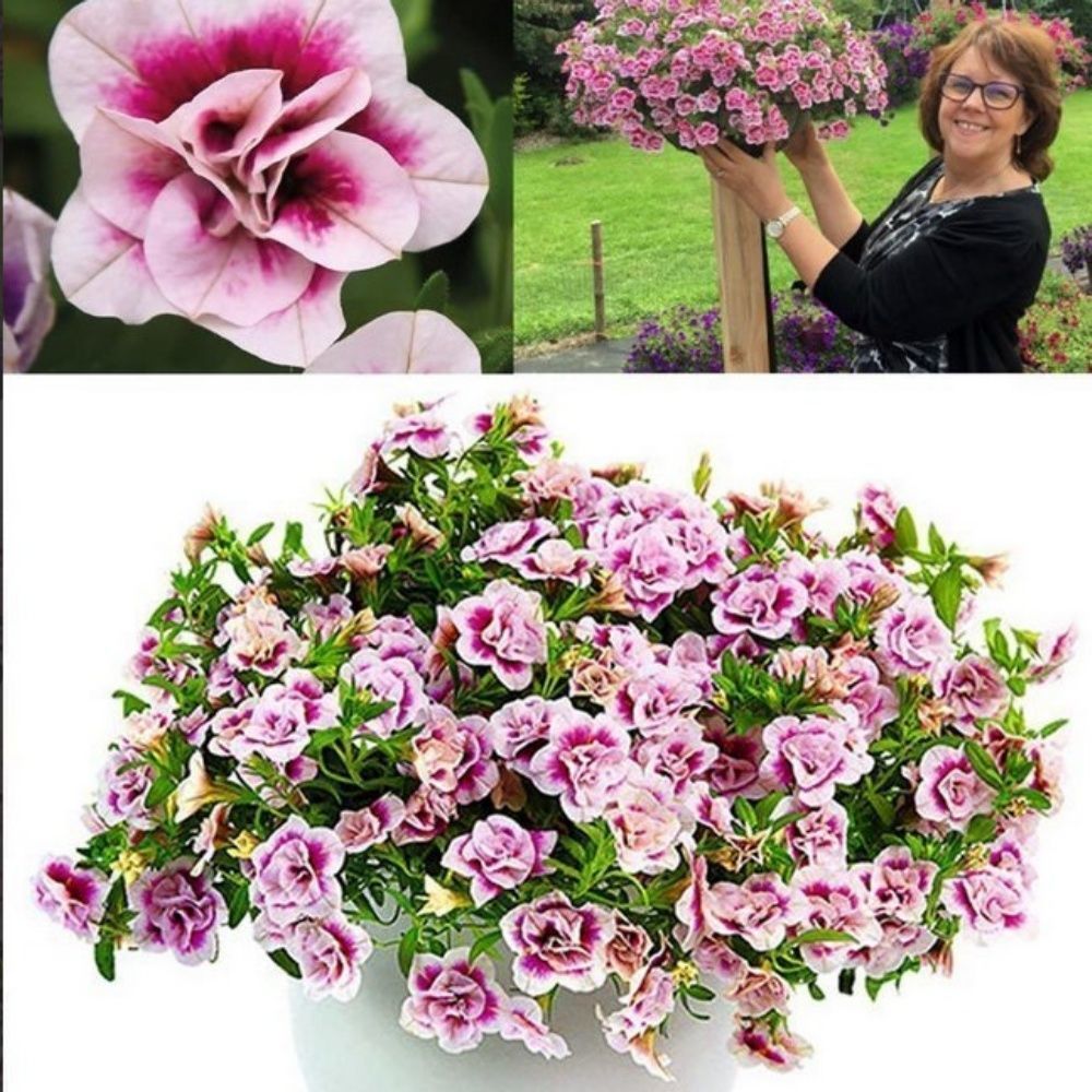 Katmerli Calita Double Pink Bicolor Milyonlar Çanı Calibrochoa Çiçeği Fidesi (10 adet)