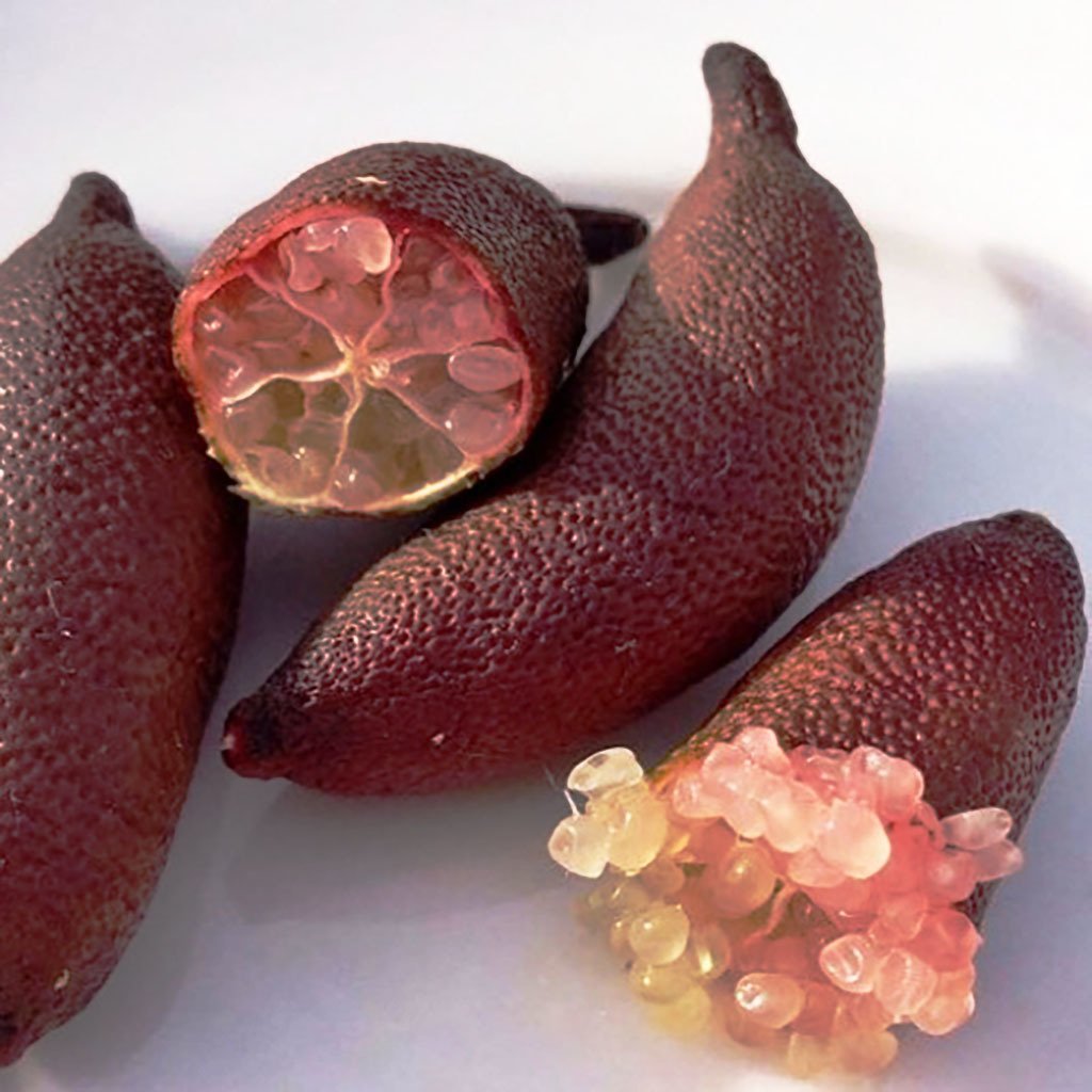 Tüplü Havyar Limon Red White Champagne Finger Lime Fidanı