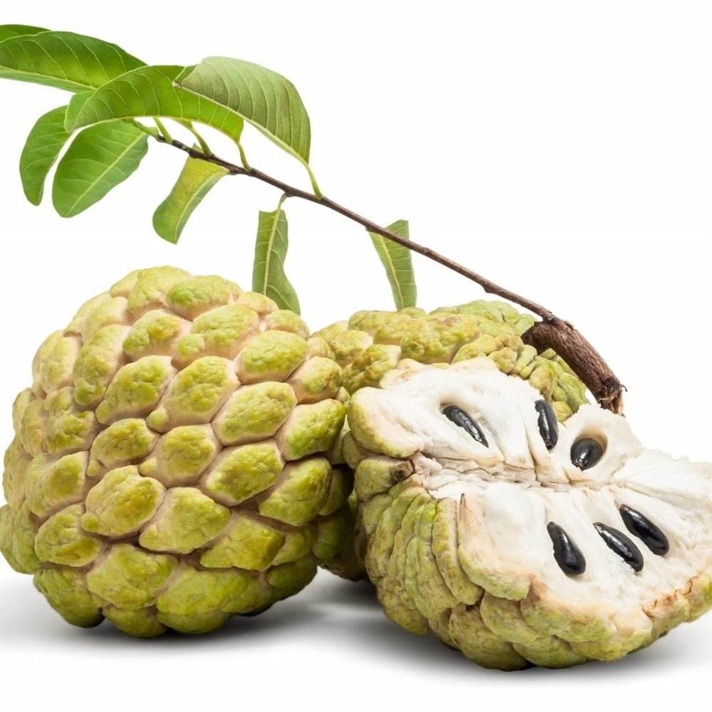 Tüplü Özel Çeşit Nadir Bulunan Çerimoya (Annona cherimola) Fidanı