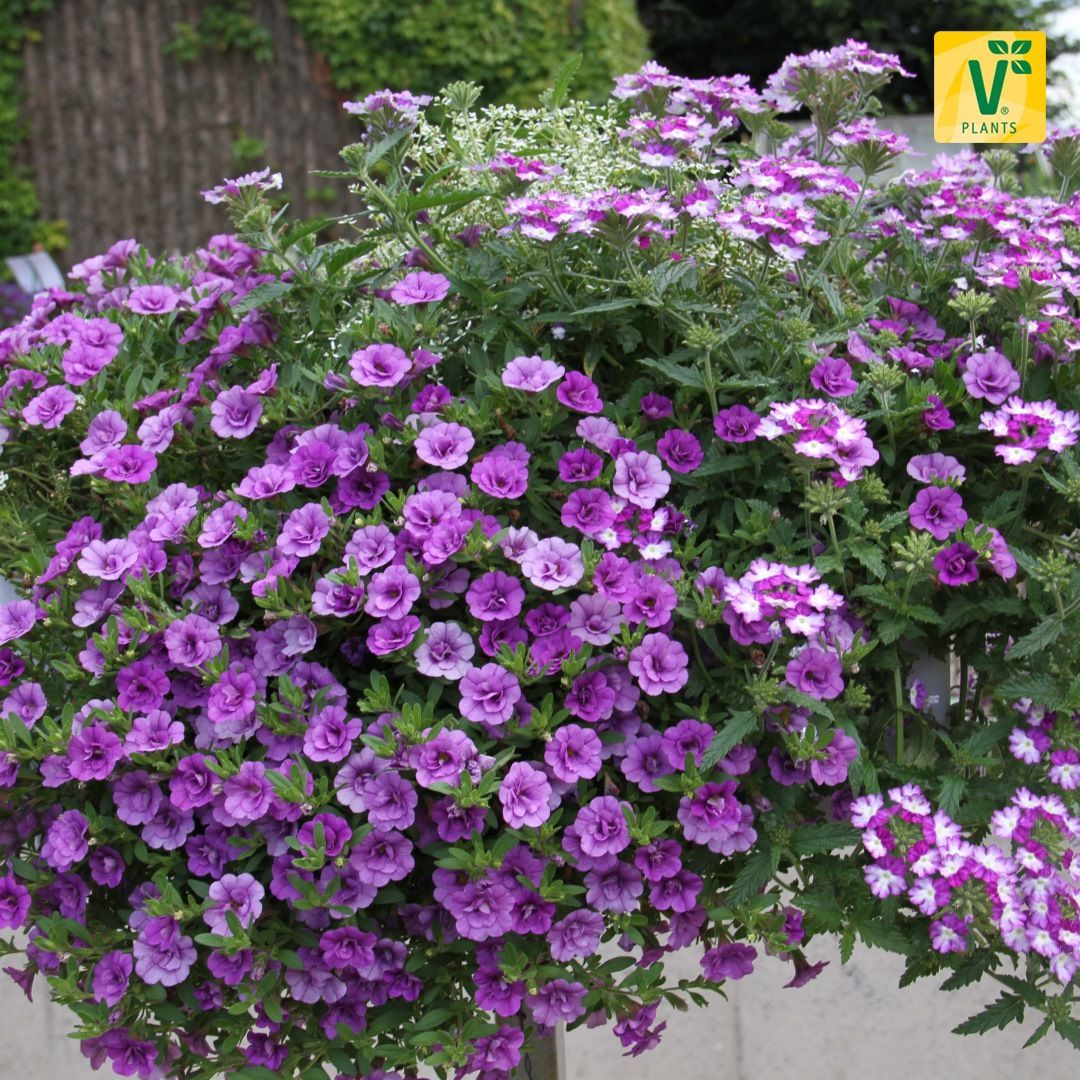 Calita Double Katmerli Bicolor Calibrochoa Çiçeği Fidesi (2 adet)