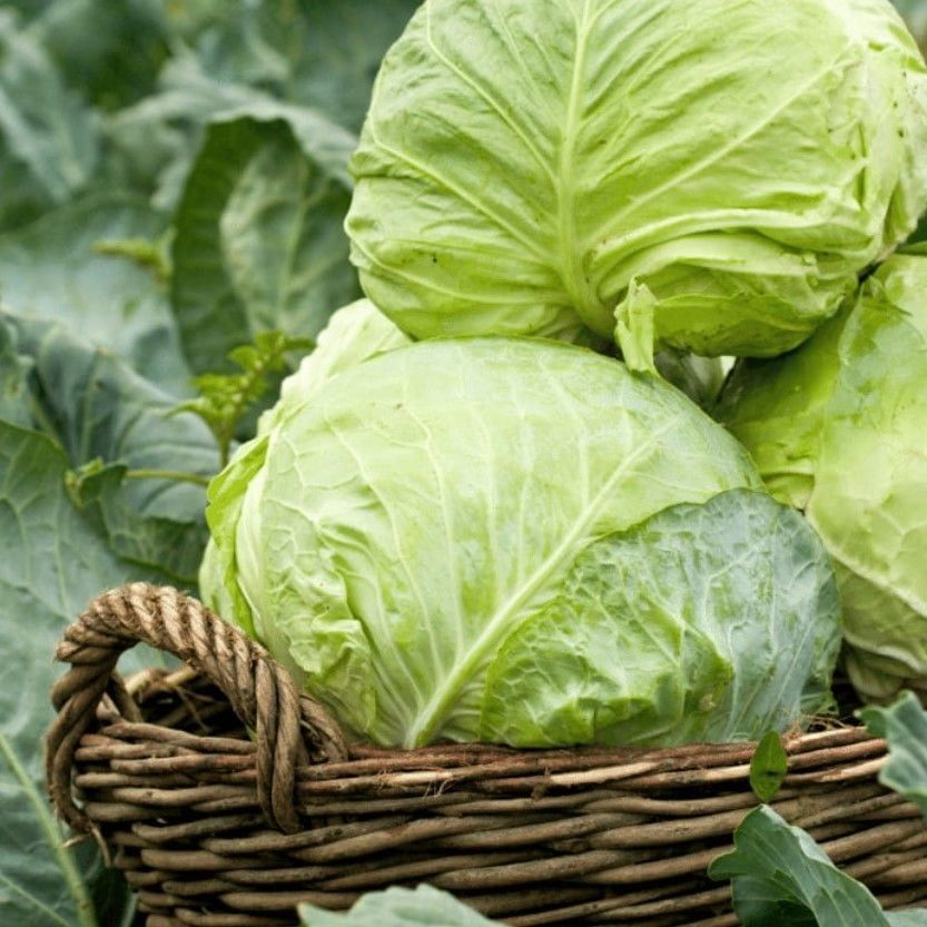 Ata Tohum Dolmalık Sarmalık Yalova Beyaz Lahana Tohumu (100 tohum)