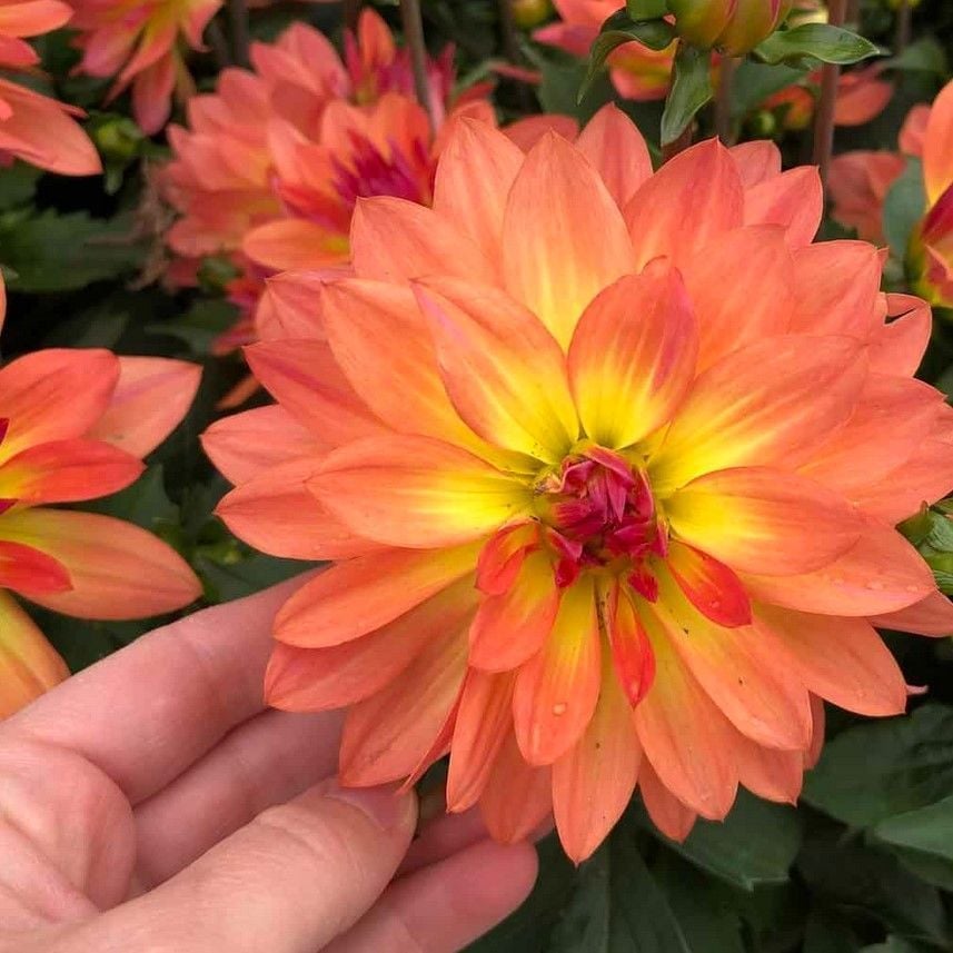 Katmerli İri Çiçekli Power Yellow Orange Yıldız Dahlia Çiçeği Fidesi (10 adet)