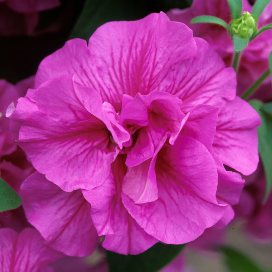 Calita Katmerli Double Rosy Calibrochoa Çiçeği Fidesi (2 adet)