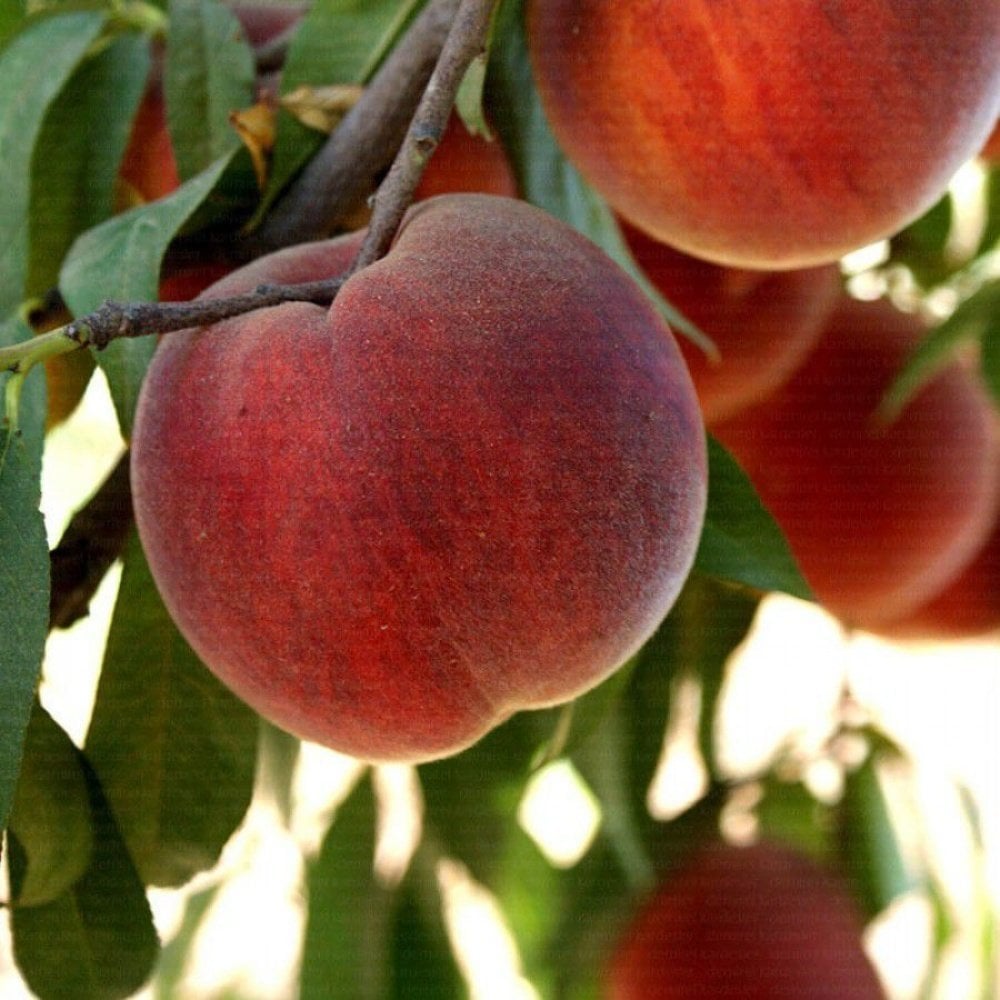 Tüplü Aşılı Aromalı Vista Rich Şeftali Fidanı