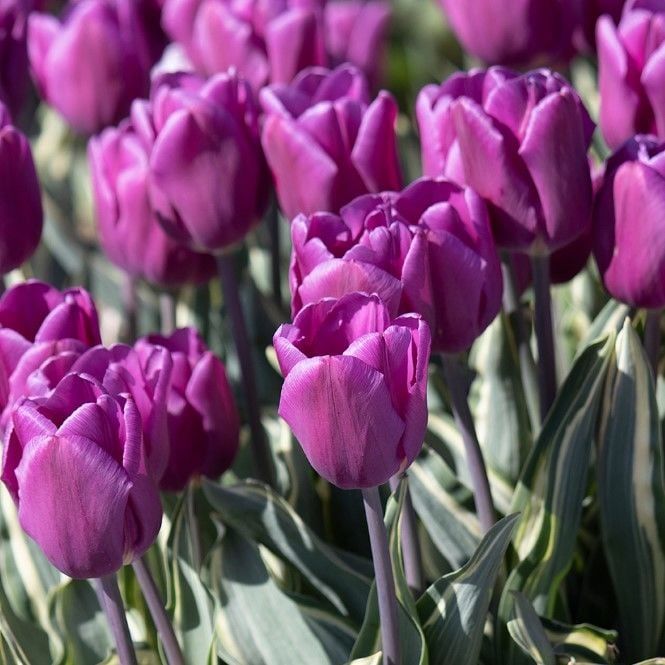 Purple Flag Lale Soğanı (4 Soğan)