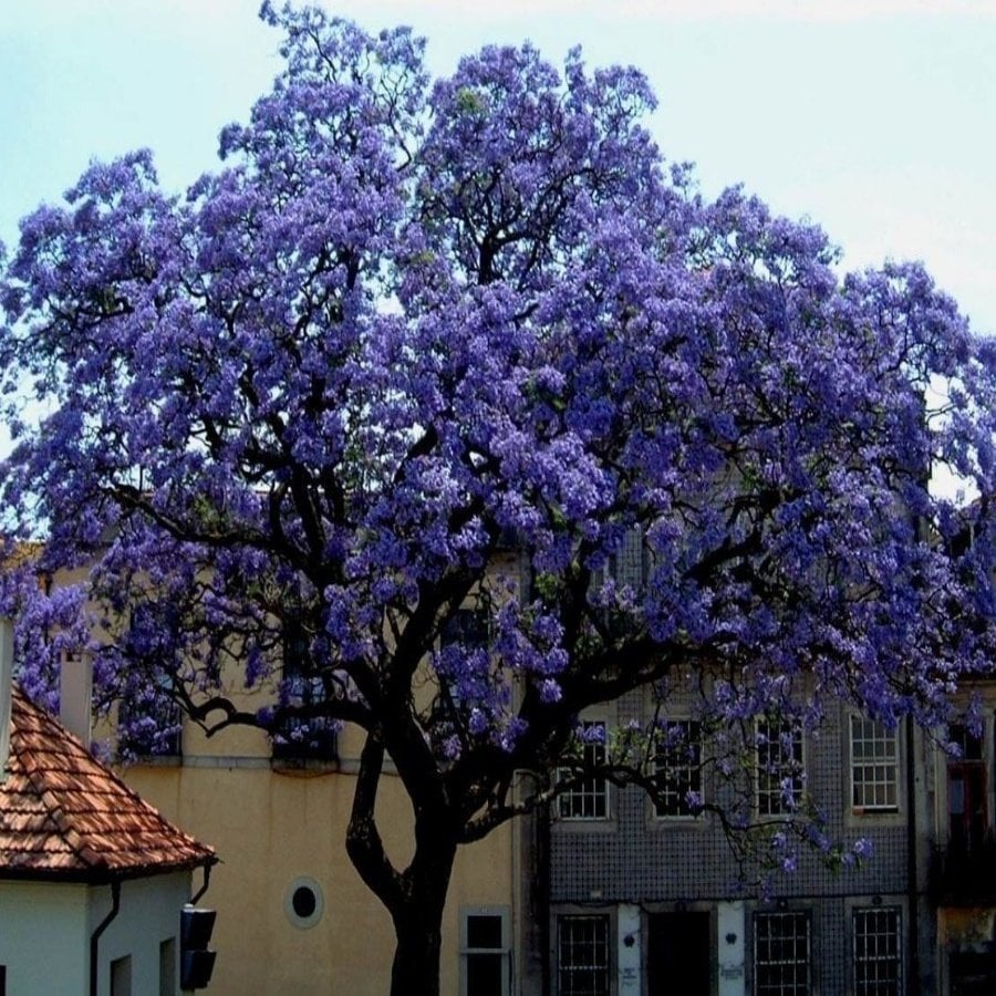 Shantong Mor Çiçekli Yoğun Kokulu Paulownia Ağacı Fidesi(50 adet)