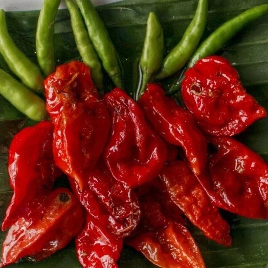 Çok Acı Biberi Bhut Jolokia Fidesi (2 Adet Fide)