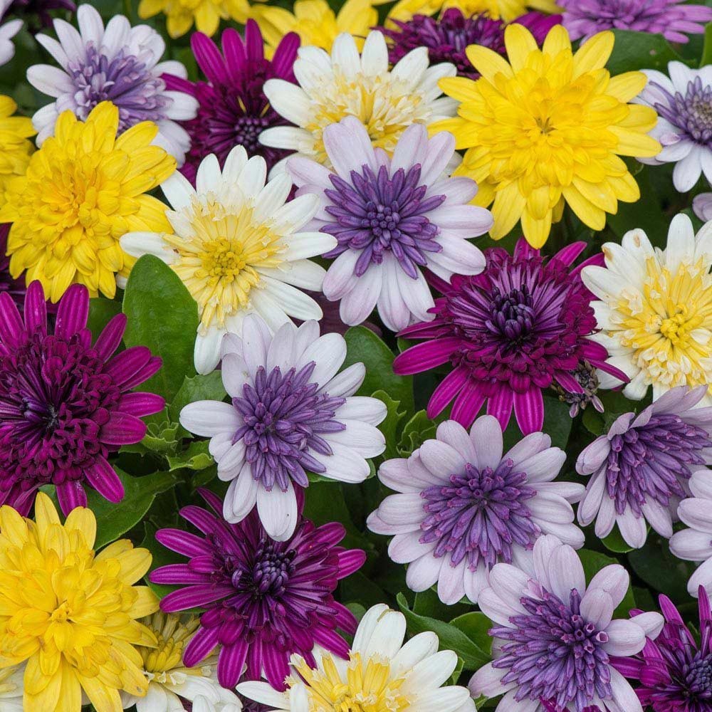 Katmerli Erato Katmerli Mixed Bodrum Papatyası Fidesi (4 adet)