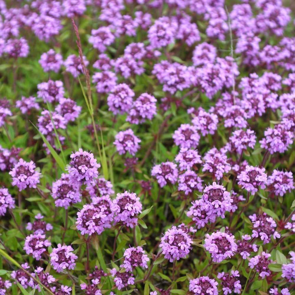 Thymus praecox ‘Purple Beauty’ Yayılıcı Kekik Fidesi (2 adet)