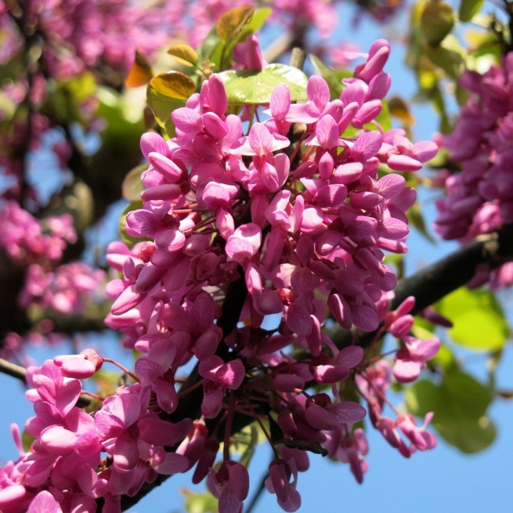 Tüplü Erguvan Ağacı (Cercis siliquastrum) Fidanı (150-180 cm)
