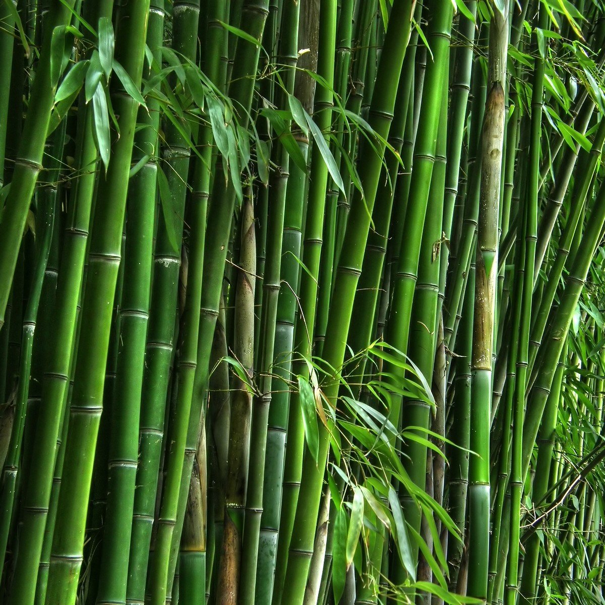 Tüplü Bambu (Bambusoideae) Fidanı (200-250 cm)