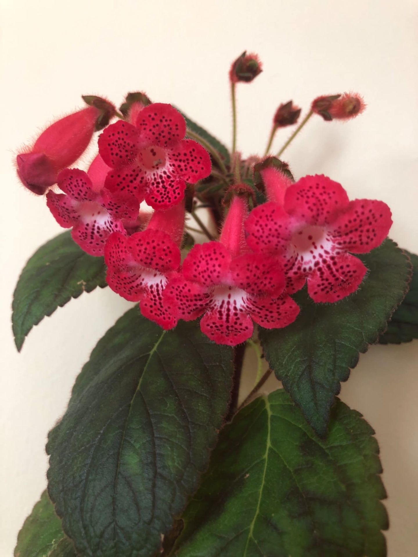 Ni's Kiira Kohleria Japon Küpelisi Çiçeği Fidesi (Mini Potta)