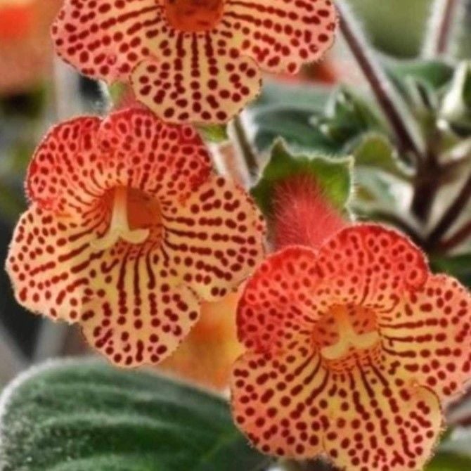 Citronella Kohleria Japon Küpelisi Çiçeği Fidesi (Mini Potta)