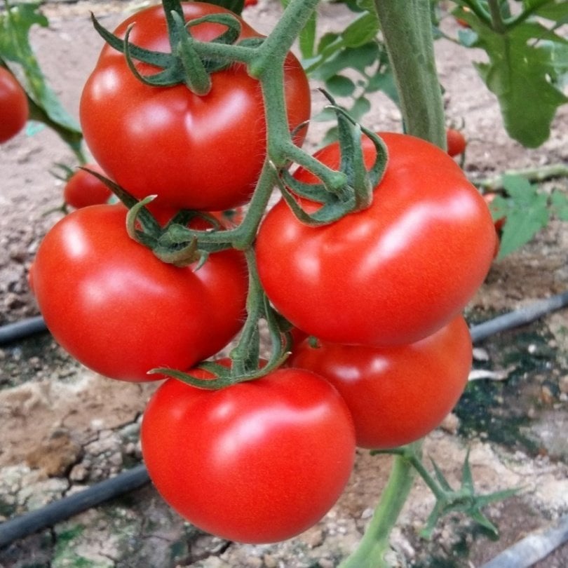 Salkım Bolveren Asil F1 Sırık Domates Fidesi (5 adet)