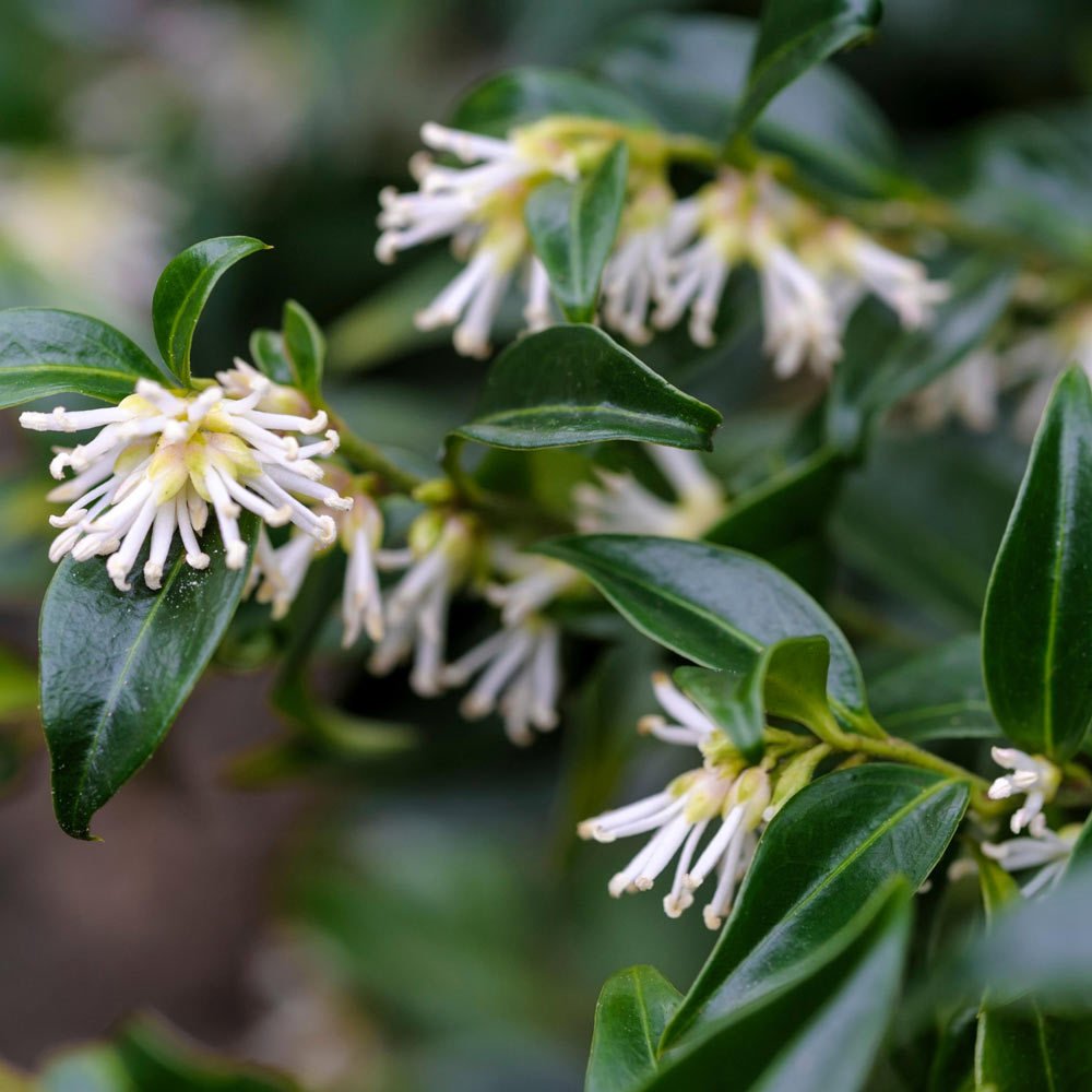 Kışın Çiçeklenen Sarcococca Parfüm Kutusu Çiçeği Fidesi (3 Adet)