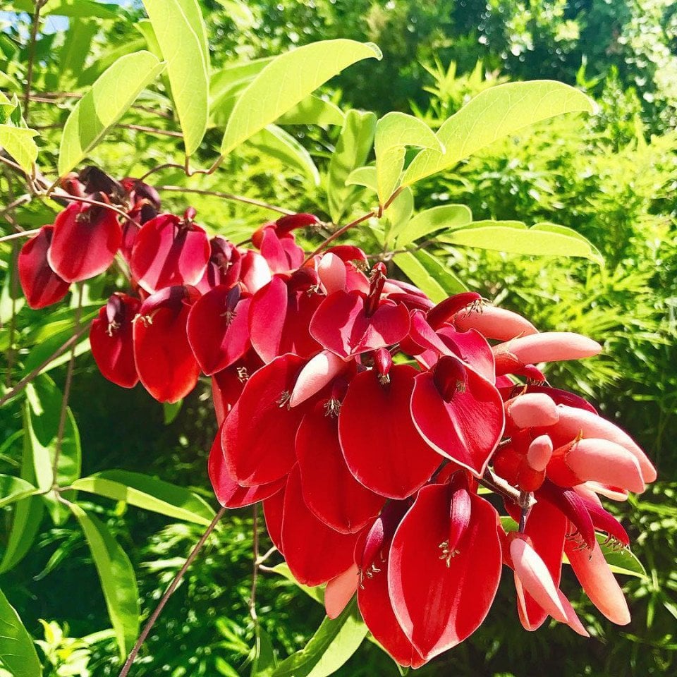 Özel Çeşit Mercan Ağacı (Erythrina Crista Galli) Fidanı 60-90 cm