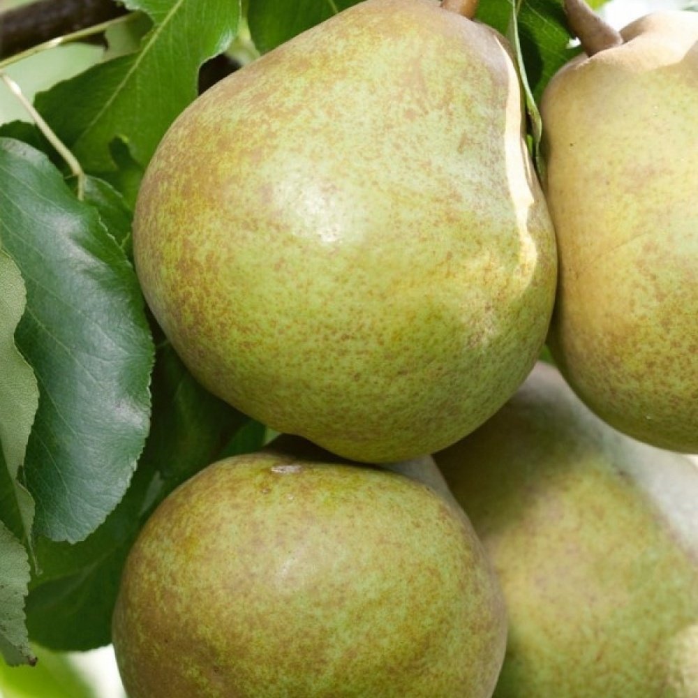 Tüplü Aşılı Yarıbodur Aromatik Verimli Ankara Armut Fidanı