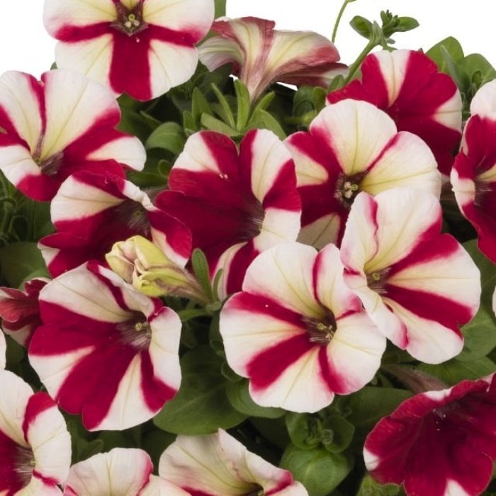 Strawberry Double Color Pepy Petunya Fidesi (2 Adet)