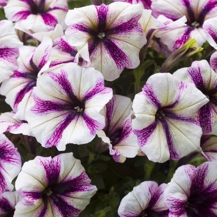 Purple Double Color Pepy Petunya Fidesi (2 Adet)