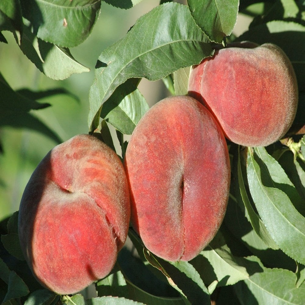 Tüplü Aşılı Yassı Paraguay Şeftali Fidanı