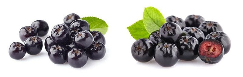 tüplü aronya aronia fidanı satın al