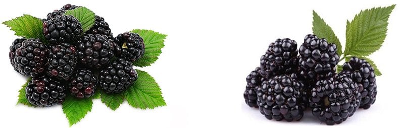 tüplü böğürtlen fidanı çeşitleri satışı