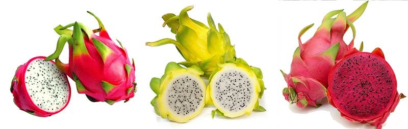 tüplü pitaya fidanı çeşitleri satışı