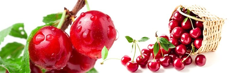 tüplü aşılı vişne fidanı satın al