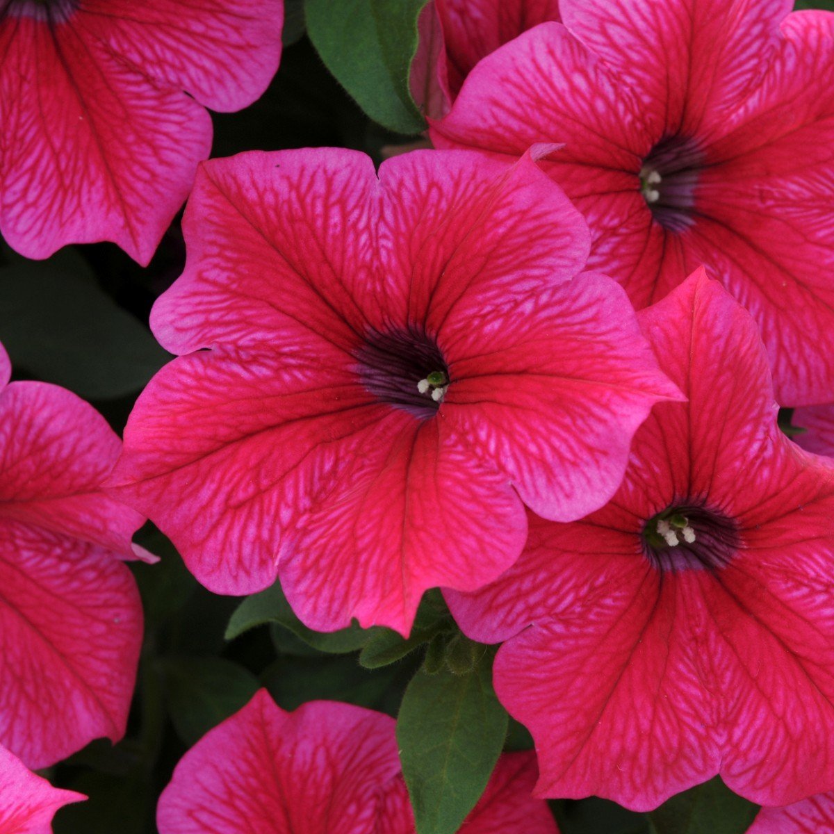 Hot Pink Plus Petunya Çiçeği Fidesi (3 Adet)