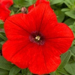 Red Plus Petunya Çiçeği Fidesi (3 Adet)