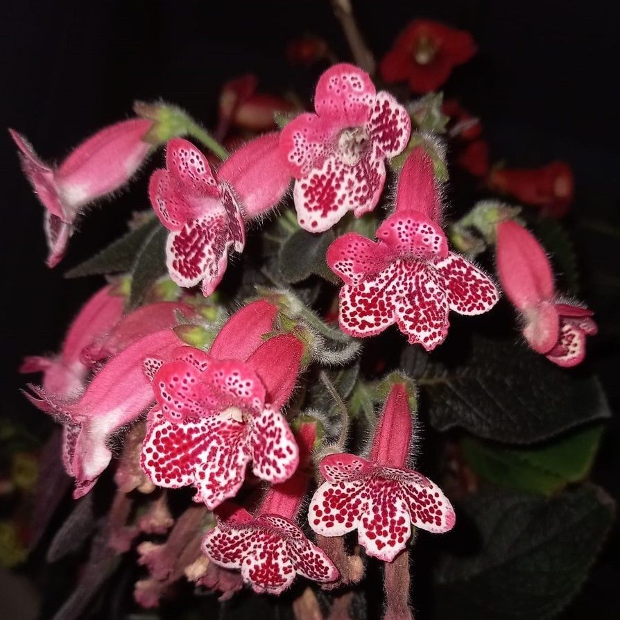Victoria  Kohleria Japon Küpelisi Çiçeği Fidesi (Mini Saksıda)