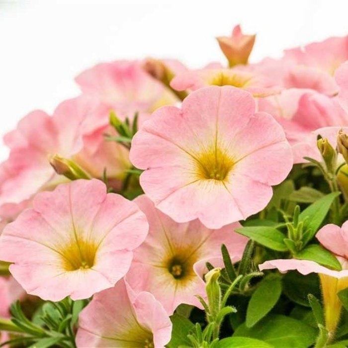 Sweet Baby Pink Petunya Çiçeği Fidesi (3 Adet)