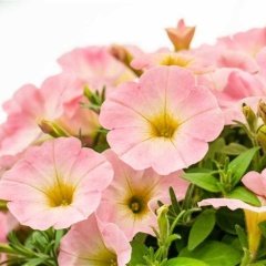 Sweet Baby Pink Petunya Çiçeği Fidesi (3 Adet)