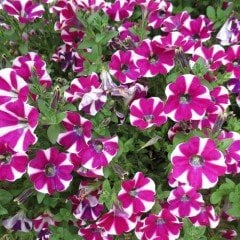Sweet Hot Pink Petunya Çiçeği Fidesi (3 Adet)