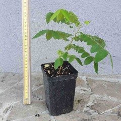 Nadir Bulunan Yıldız Meyvesi Karambola (averrhoa carambola) Fidanı
