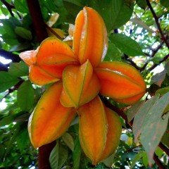 Nadir Bulunan Yıldız Meyvesi Karambola (averrhoa carambola) Fidanı