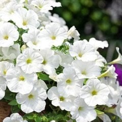 Sweet White Beyaz Petunya Çiçeği Fidesi (3 Adet)