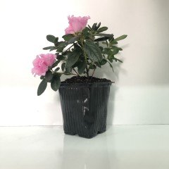 Pembe Renkli Katmerli Sultan Pembesi Açelya Çiçeği Fidanı