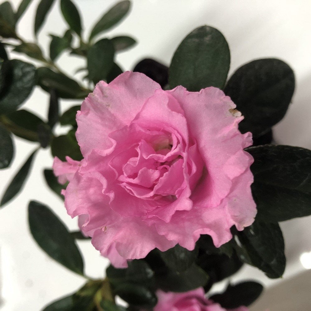Pembe Renkli Katmerli Sultan Pembesi Açelya Çiçeği Fidanı