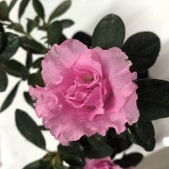 Pembe Renkli Katmerli Sultan Pembesi Açelya Çiçeği Fidanı