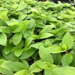Tradescantia Flumensis Telgraf Çiçeği Fidesi(5 adet)